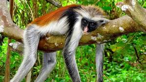 Jozani Forest & Red Colobus Monkeys