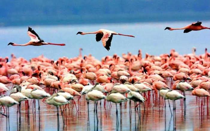 Lake Manyara National Park Safari