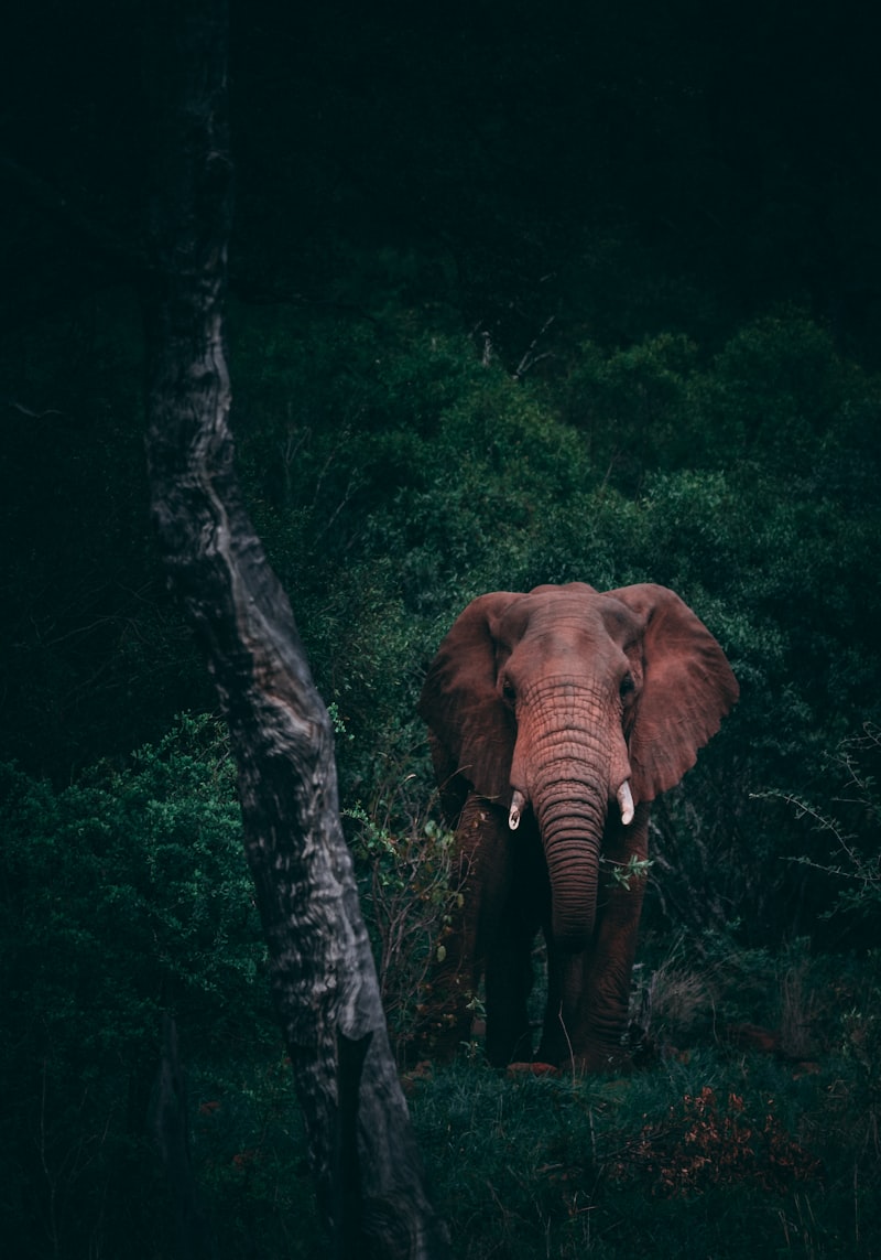 Mikumi National Park Safari