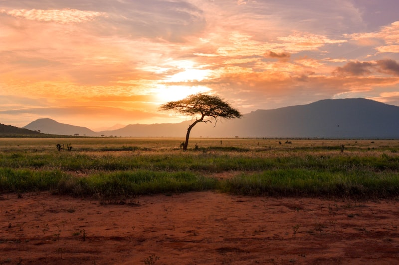 Tarangire National Park Safari
